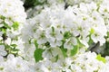 White flowers