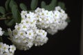 White Flowers Royalty Free Stock Photo