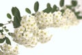 White Flowers Royalty Free Stock Photo