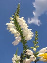 White flowers