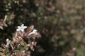 White flowers of Abelia chinensis plant close up