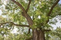 White flowers of acacia - Robinia pseudoacacia