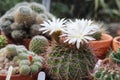 White flowers of acanthocalycium klimpelianum cactus Royalty Free Stock Photo
