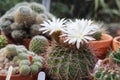 White flowers of acanthocalycium klimpelianum cactus