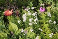 White flowers of Achillea ptarmica or European pellitory