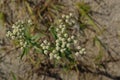 White flowers of Achillea salicifolia known as Silver Spray Yarrow, close-up