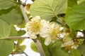 Actinidia deliciosa flower close up Royalty Free Stock Photo