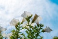 White flowers against blue cloudy sky. Look up view. Town decorations on a warm sunny day Royalty Free Stock Photo