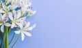 White flowers of agapanthus (african lily) on a light lilac blue background.