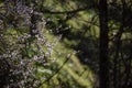 White flowers of an almond tree backlit with a green background