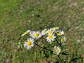 White flowers