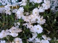 Phlox douglasii 'White Admiral'