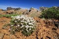 White flowers of alpine sandwort (Minuartia obtusiloba) Royalty Free Stock Photo