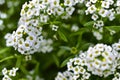 The white flowers are alyssum sea vitalism timeanyone Royalty Free Stock Photo