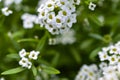 The white flowers are alyssum sea vitalism timeanyone Royalty Free Stock Photo