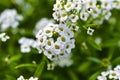 The white flowers are alyssum sea vitalism timeanyone