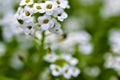 The white flowers are alyssum sea vitalism timeanyone Royalty Free Stock Photo