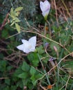 White flowers of Amaryllidaceae family, selective focus