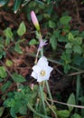 White flowers of Amaryllidaceae family, selective focus