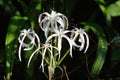 White flowers. American Crinum. Royalty Free Stock Photo