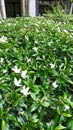 White flowers amongs green