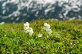 White flowers of Anemone narcissiflora Anemonastrum narcissiflorum ssp. sibiricum. Close-up of narcissus-flowered anemones Royalty Free Stock Photo