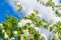 White flowers of apple tree against blue sky. Blossoming apple tree branch