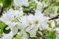 White flowers of apple tree. Beautiful blossoming apple tree branch