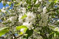 White flowers of apple tree on blue sky