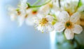 White flowers of an apple tree against blue sky background, selective focus Royalty Free Stock Photo