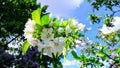 White flowers of the apple tree green leaves grass summer blue sky morning sunny