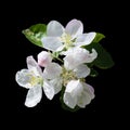 White flowers apple tree isolated black background Royalty Free Stock Photo