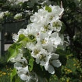 White flowers of apple tree and ladybug Royalty Free Stock Photo