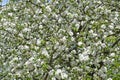 White flowers of the apple tree Malus domestica Borkh.. Background Royalty Free Stock Photo