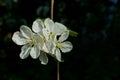 White flowers on a thin branch on a black background Royalty Free Stock Photo
