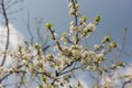 White flowers of apple trees bloom on a branch. Close up shot of blooming apple tree branch in a garden.