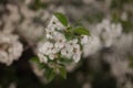 White flowers of apple trees bloom on a branch. Close up shot of blooming apple tree branch in a garden.