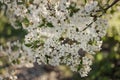 White flowers of apple trees bloom on a branch. Close up shot of blooming apple tree branch in a garden. Blooming apple tree.