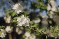 White flowers of apple trees bloom on a branch. Close up shot of blooming apple tree branch in a garden. Blooming apple tree.