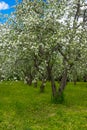 White flowers of apple trees spring landscape Royalty Free Stock Photo