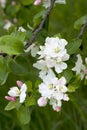 White flowers on appletree Royalty Free Stock Photo