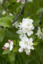 White flowers on appletree