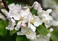 White flowers on appletree