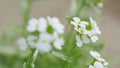 White flowers arabis alpina caucasica. Lobularia maritima. Slow motion. Royalty Free Stock Photo