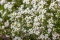 White flowers Arabis in the garden. Blooming perennial herbaceous ornamental plant springtime