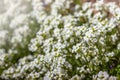 White flowers Arabis in the garden. Blooming perennial herbaceous ornamental plant springtime