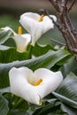 White flowers of an arum lily (zantedeschia aethiopica), native to southern Africa