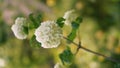 White flowers as a concept of the onset of spring. Bottom view. How the ant sees.