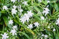 white flowers of asiatic lily in spring rain Royalty Free Stock Photo