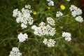 White flowers of asteraceae achillea distans in the garden. Summer and spring time